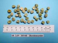 Click for 5 image(s) for this accession. Image